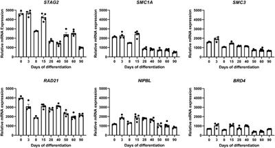 Somatic mosaicism in STAG2-associated cohesinopathies: Expansion of the genotypic and phenotypic spectrum